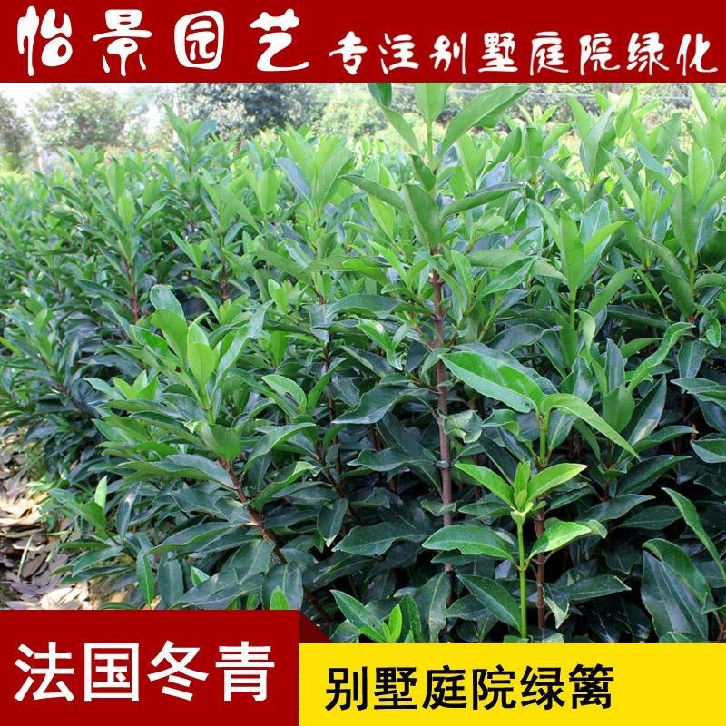 法国冬青小苗绿篱珊瑚树绿化绿篱苗庭院花卉风景树花境植