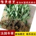 法国冬青小苗绿篱珊瑚树绿化绿篱苗庭院花卉风景树花境植