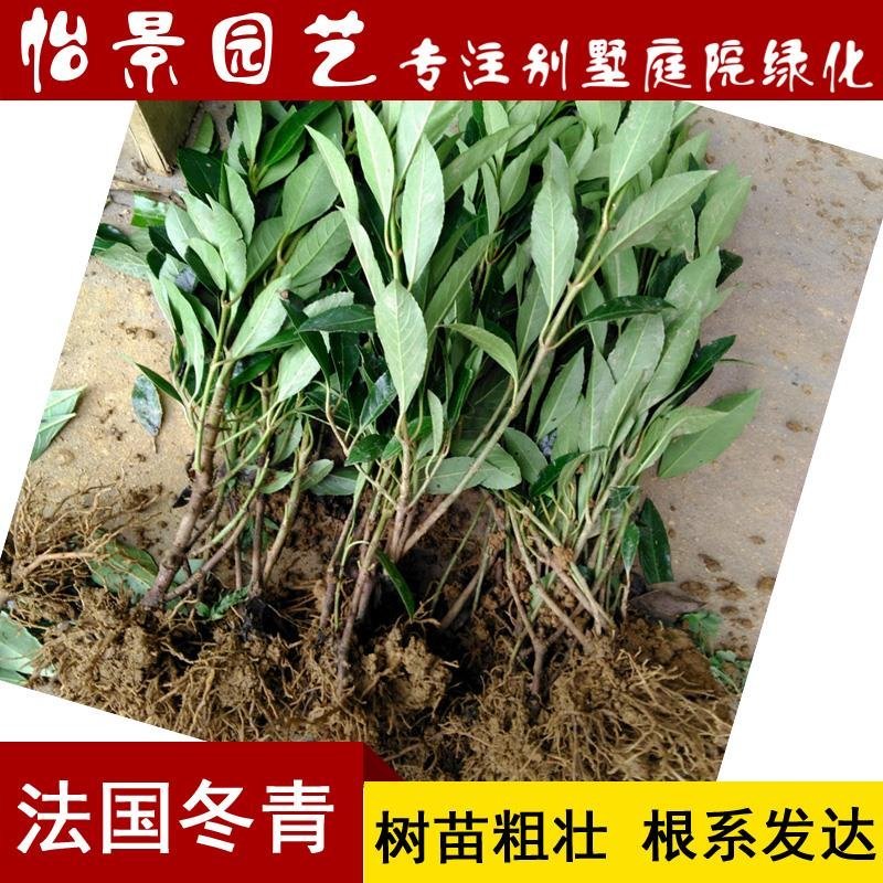 法国冬青小苗绿篱珊瑚树绿化绿篱苗庭院花卉风景树花境植