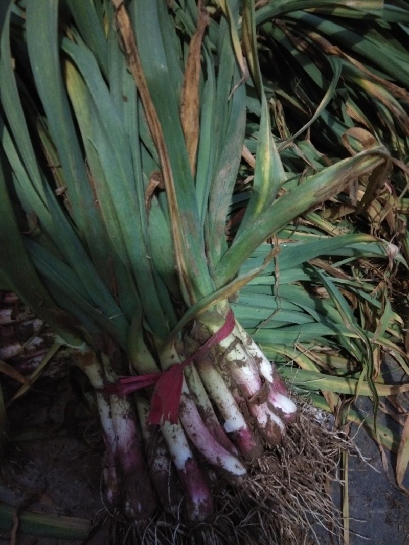 蔬菜
