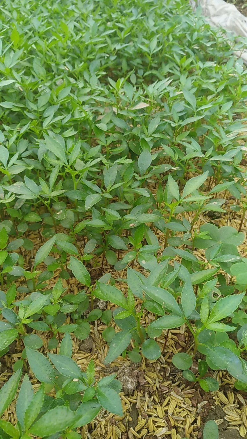 九叶青花椒苗，及天知椒苗，藤椒苗及以上三种杯苗，量大从优
