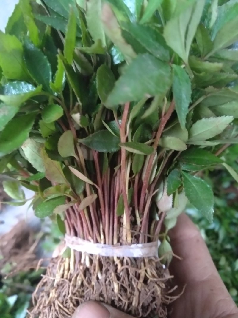 九叶青花椒苗，及天知椒苗，藤椒苗及以上三种杯苗，量大从优