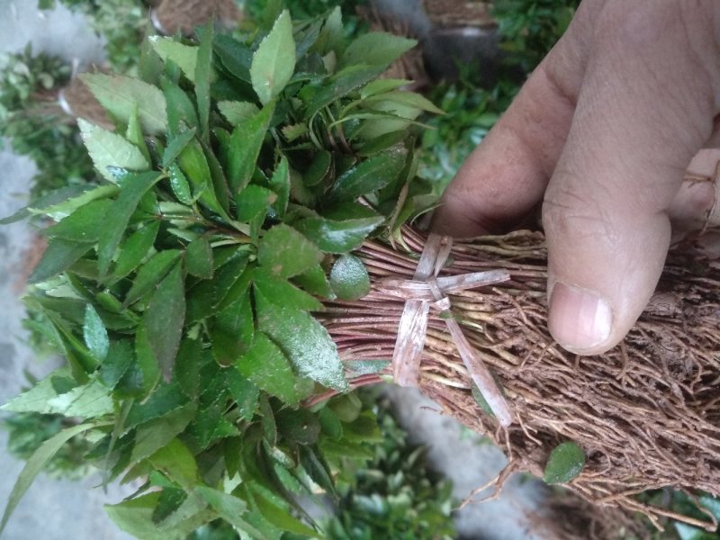 九叶青花椒苗，及天知椒苗，藤椒苗及以上三种杯苗，量大从优