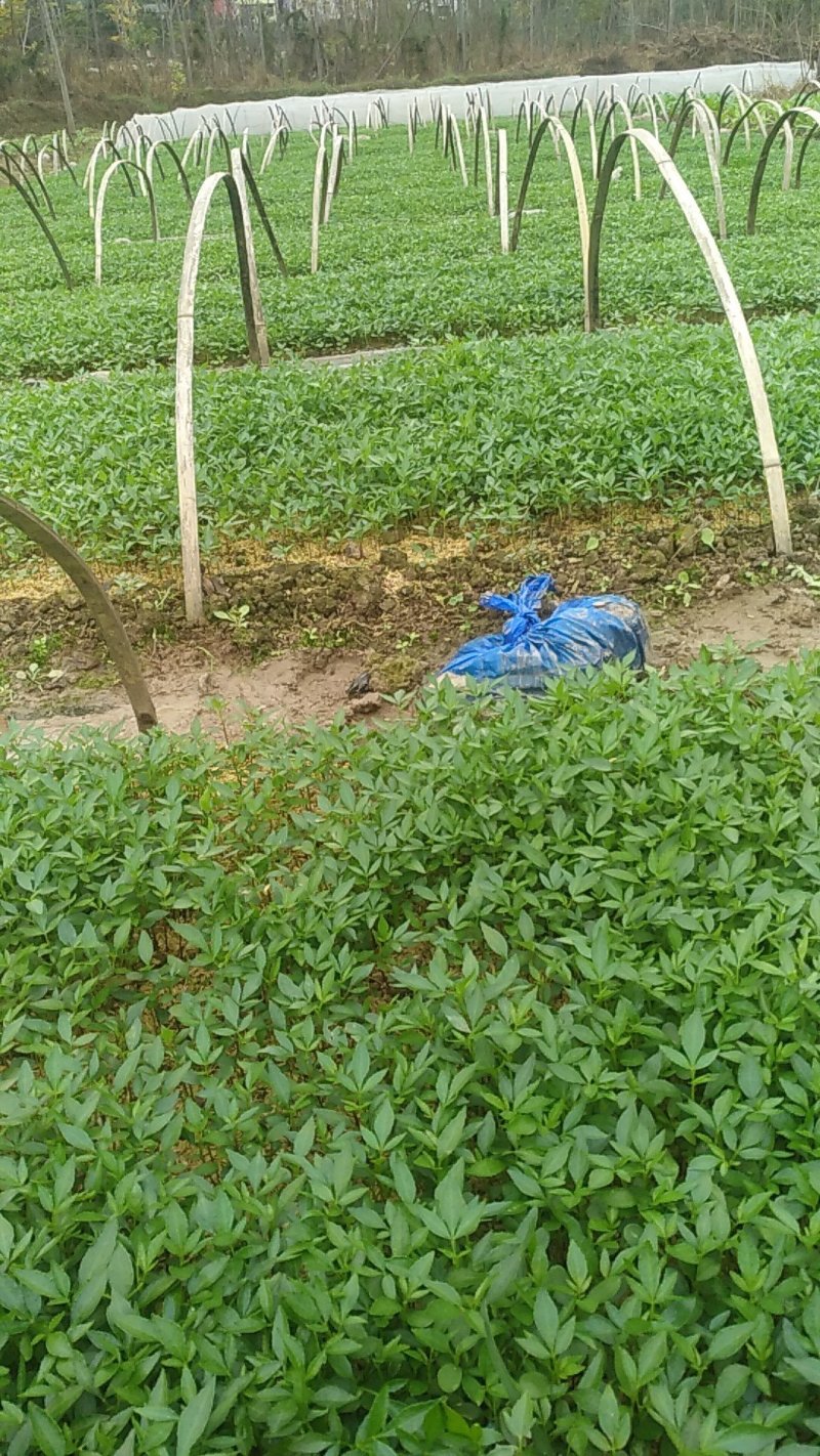 九叶青花椒苗，及天知椒苗，藤椒苗及以上三种杯苗，量大从优