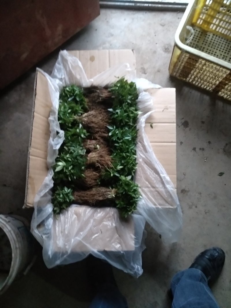 九叶青花椒苗，及天知椒苗，藤椒苗及以上三种杯苗，量大从优