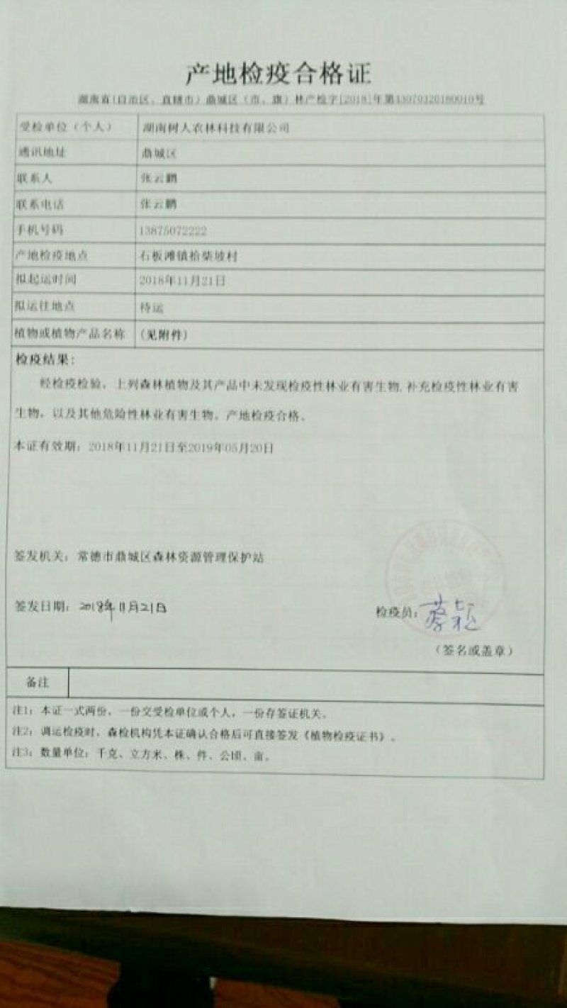 无核沃柑苗/树人农林基地直发/纯度和品质保证签订合同