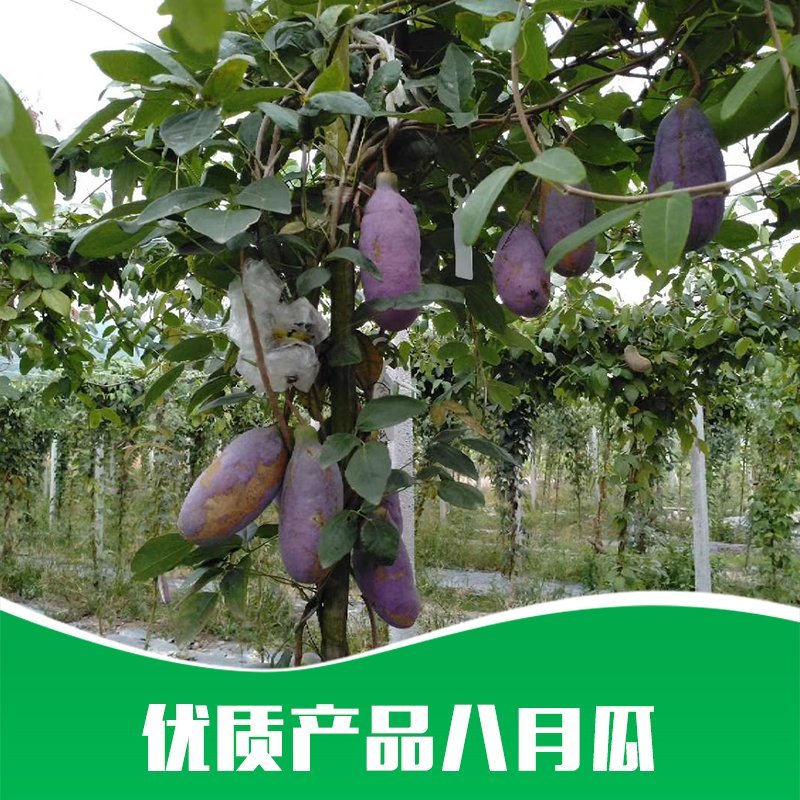 贵州基地直供优质八月瓜树苗果苗