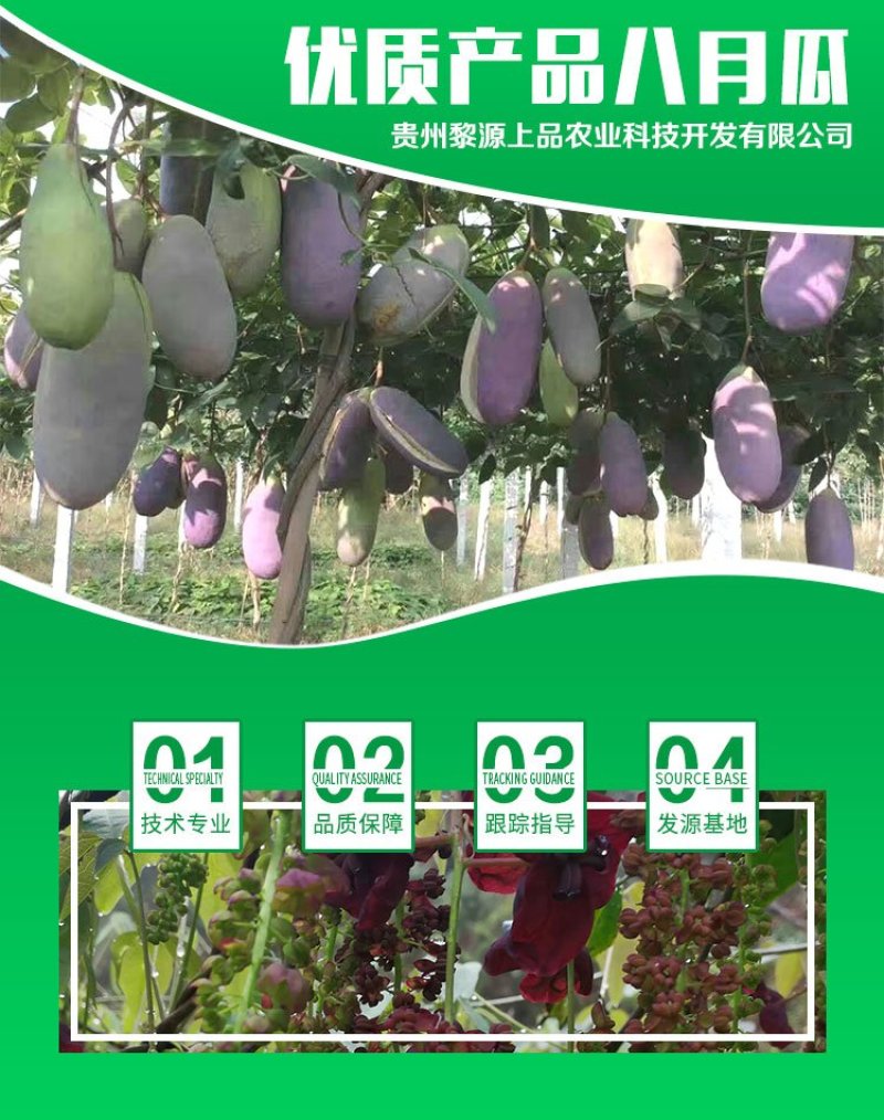 贵州基地直供优质八月瓜树苗果苗
