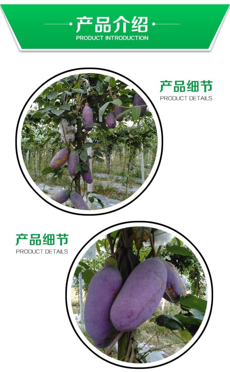 贵州基地直供优质八月瓜树苗果苗