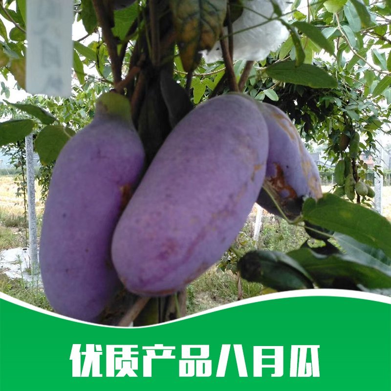 贵州基地直供优质八月瓜树苗果苗