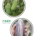 贵州基地直供优质八月瓜树苗果苗