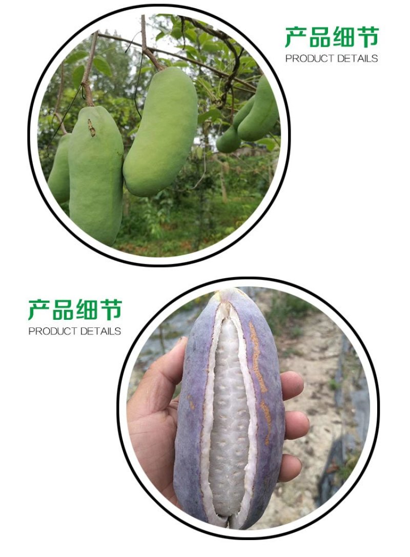 贵州基地直供优质八月瓜树苗果苗