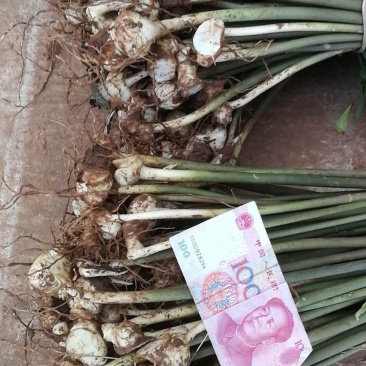 多花姜型不倒苗甜黄精种苗块茎苗