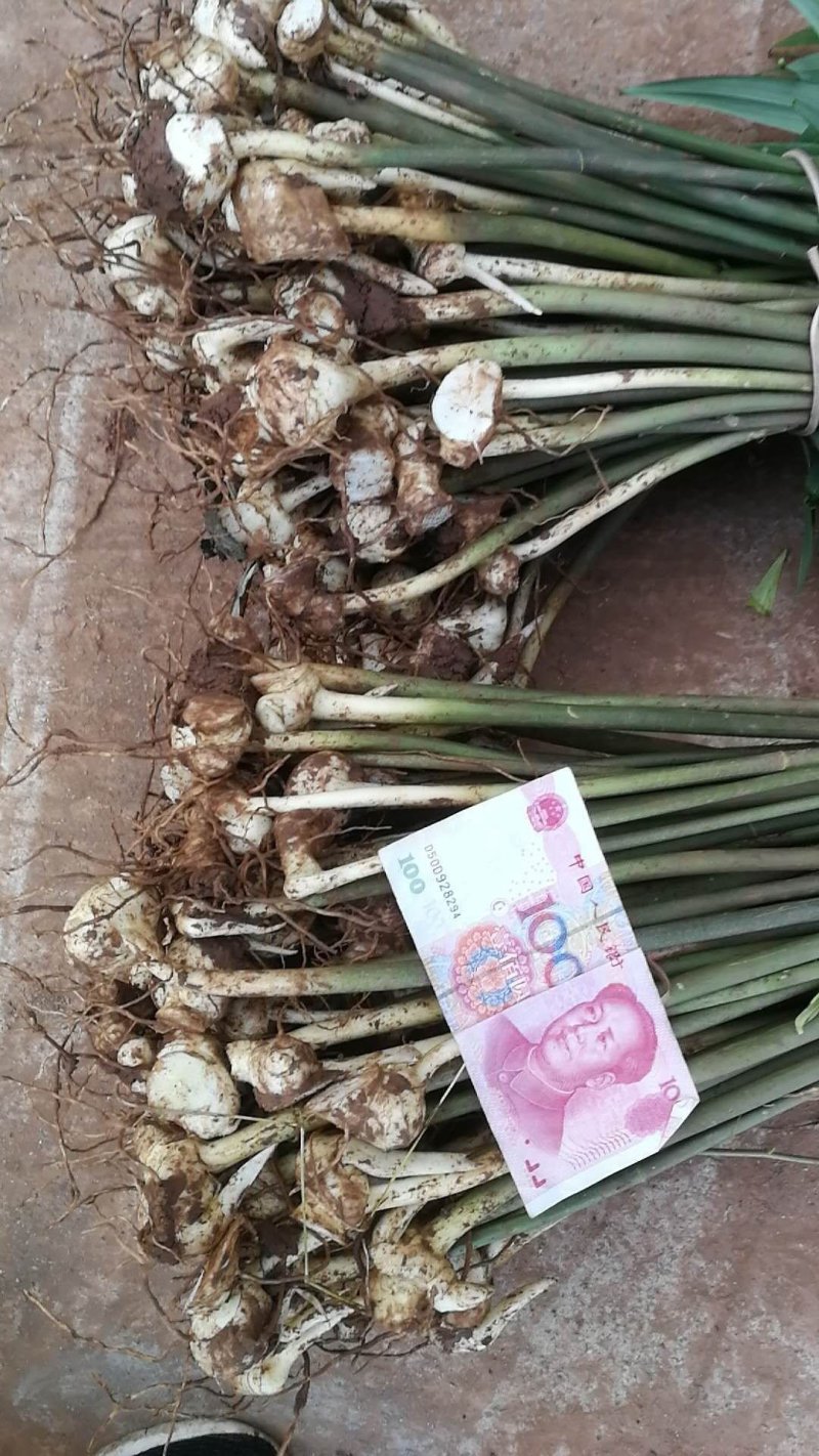 多花姜型不倒苗甜黄精种苗块茎苗