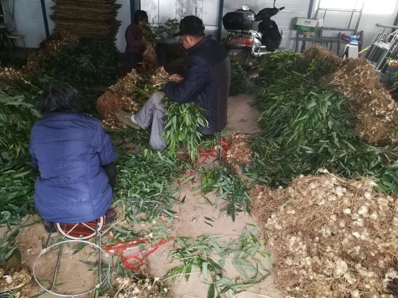 多花姜型不倒苗甜黄精种苗块茎苗