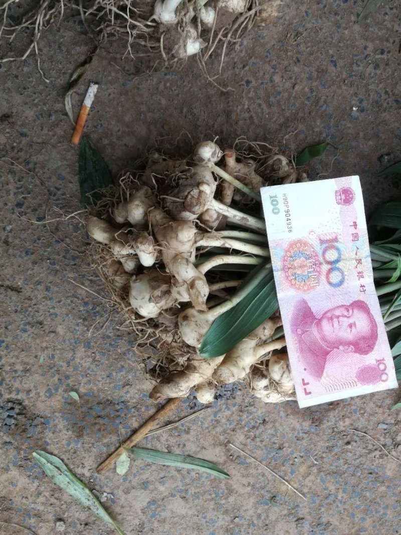 多花姜型不倒苗甜黄精种苗块茎苗