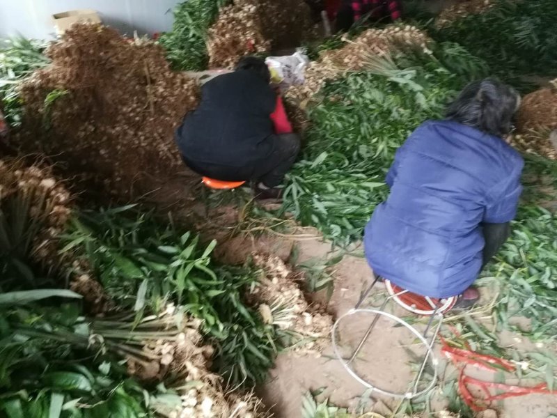 多花姜型不倒苗甜黄精种苗块茎苗