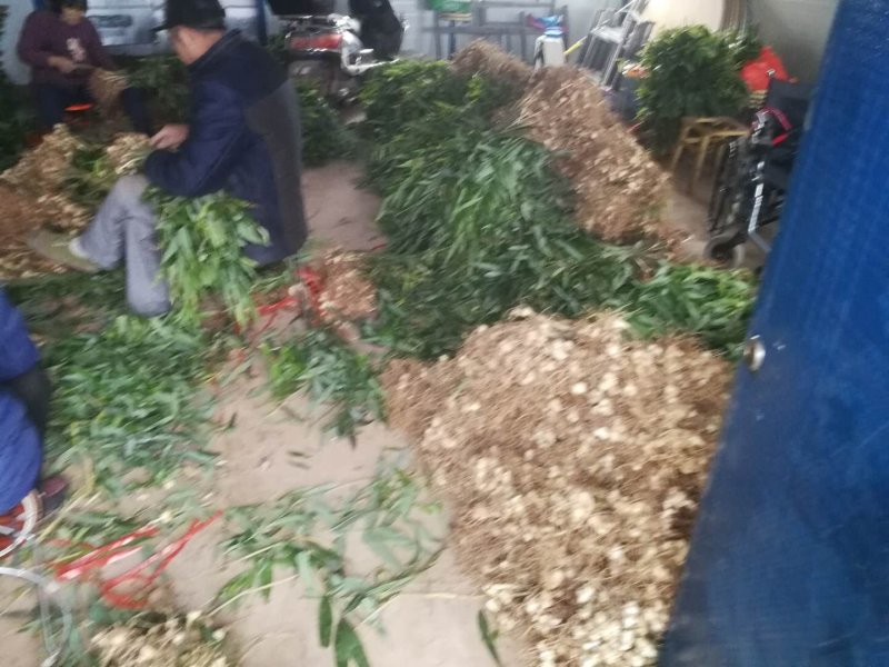 多花姜型不倒苗甜黄精种苗块茎苗