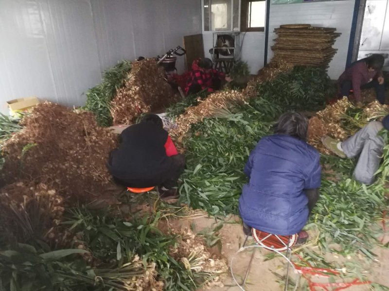 多花姜型不倒苗甜黄精种苗块茎苗