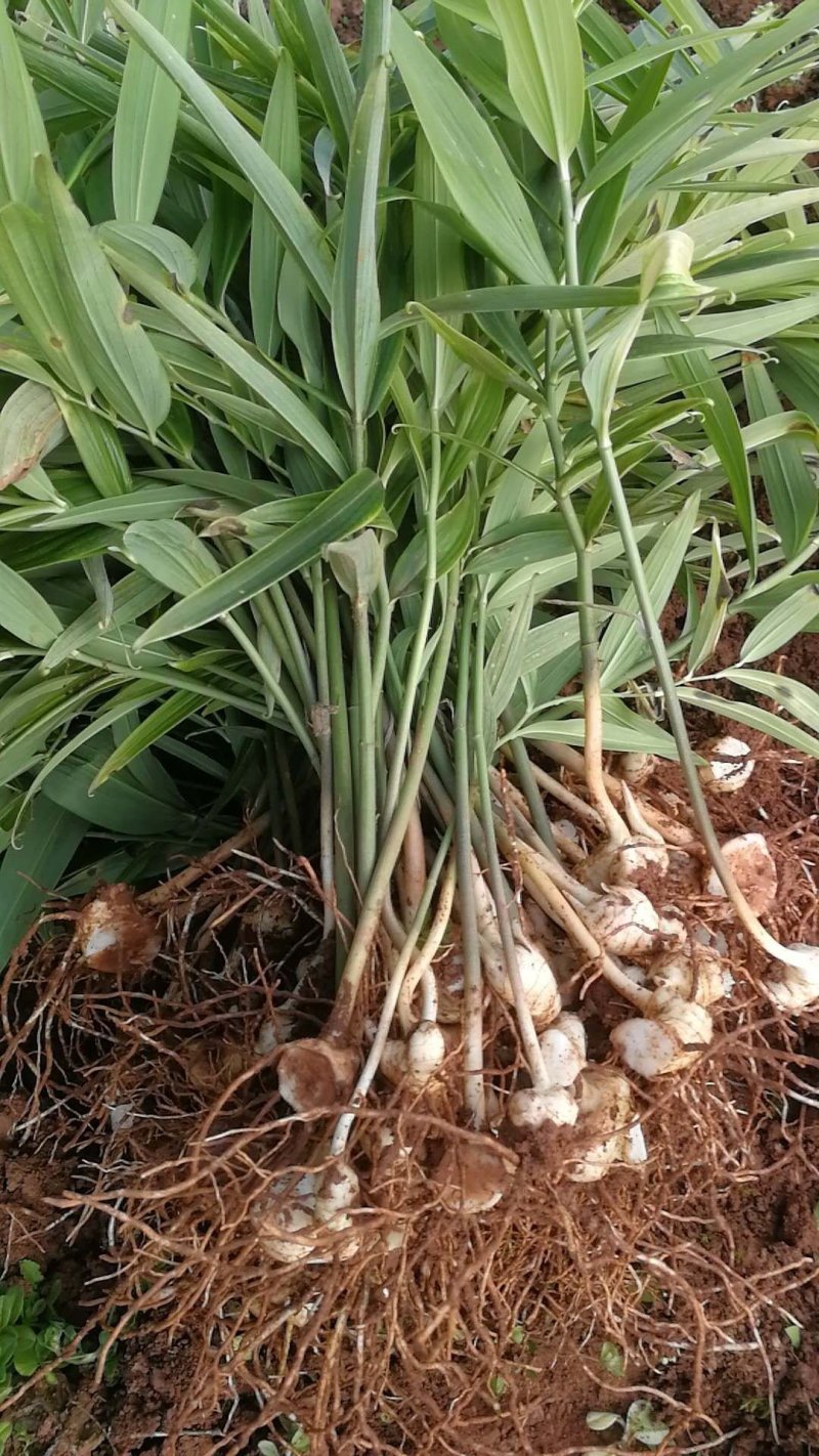 多花姜型不倒苗甜黄精种苗块茎苗