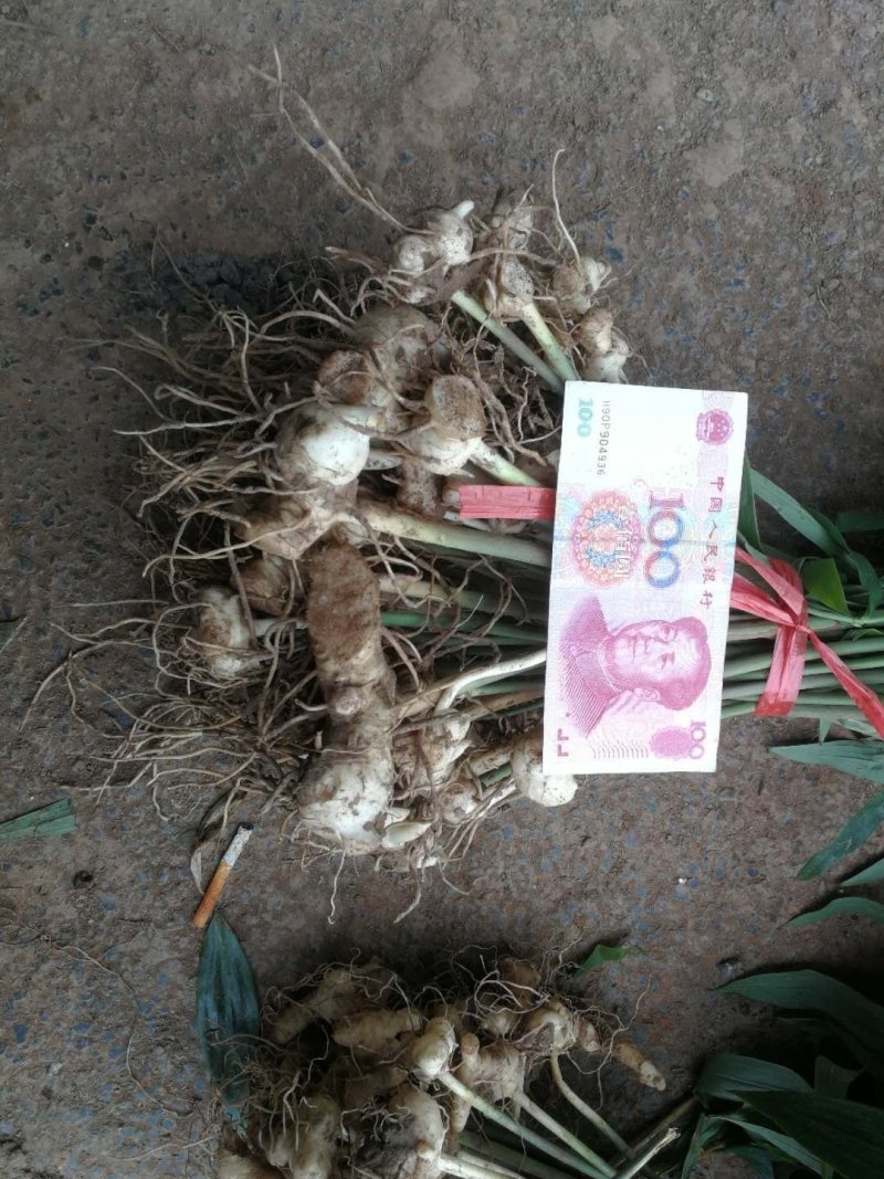 多花姜型不倒苗甜黄精种苗块茎苗