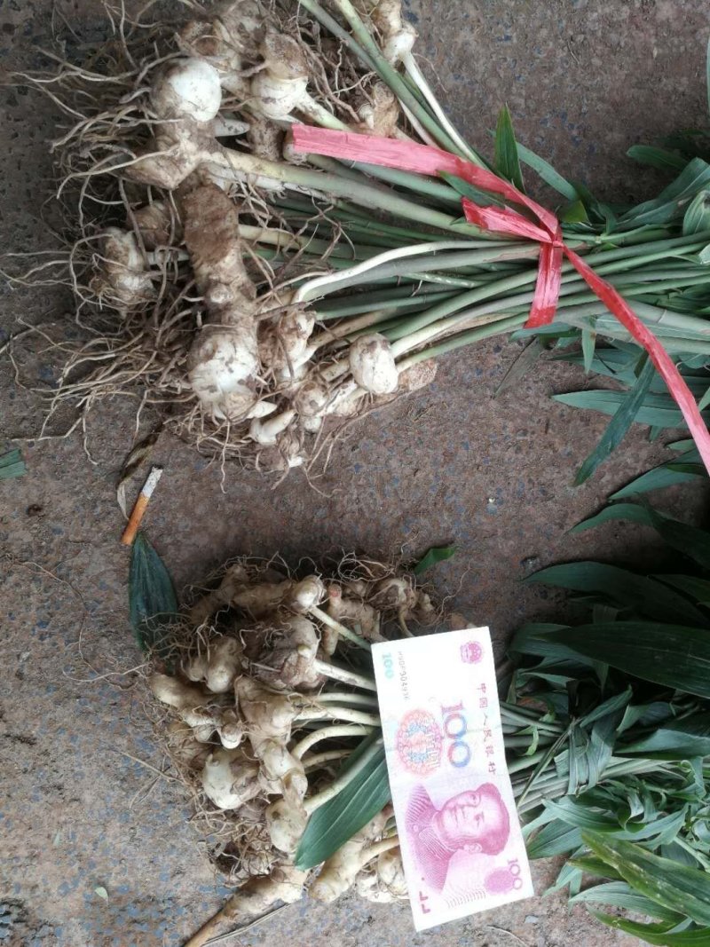 多花姜型不倒苗甜黄精种苗块茎苗
