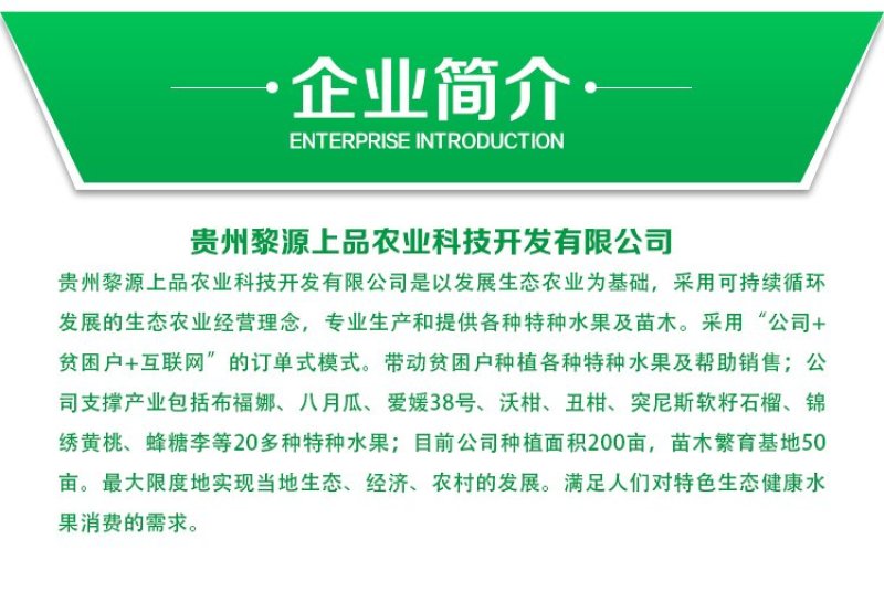 贵州基地直供优质黄金百香果苗