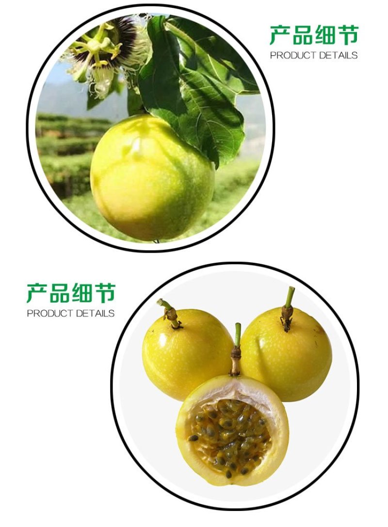 贵州基地直供优质黄金百香果苗