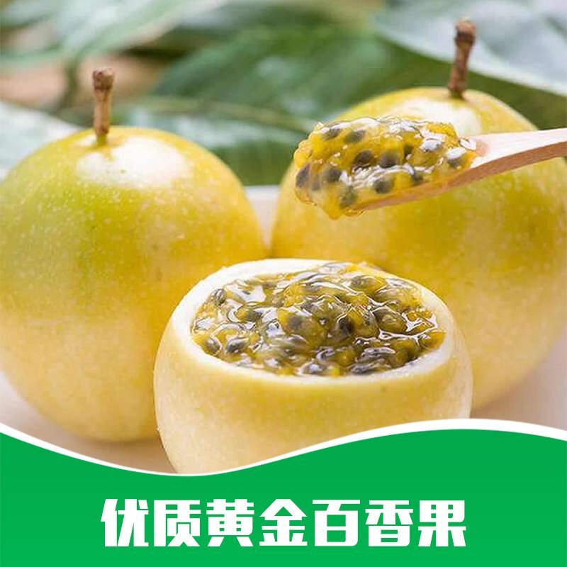 贵州基地直供优质黄金百香果苗