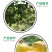 贵州基地直供优质黄金百香果苗