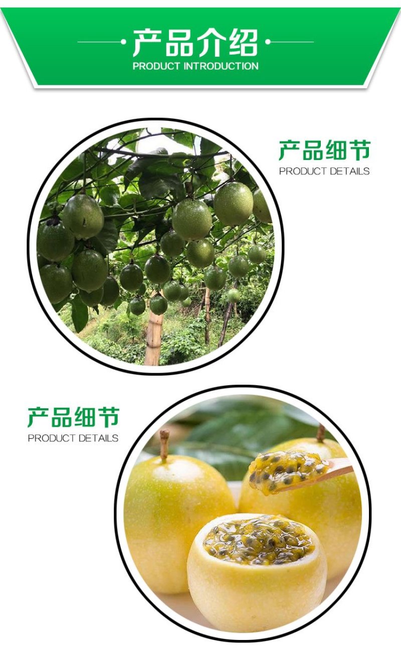 贵州基地直供优质黄金百香果苗
