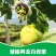 贵州基地直供优质黄金百香果苗