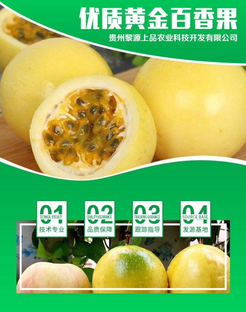 贵州基地直供优质黄金百香果苗