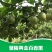 贵州基地直供优质黄金百香果苗