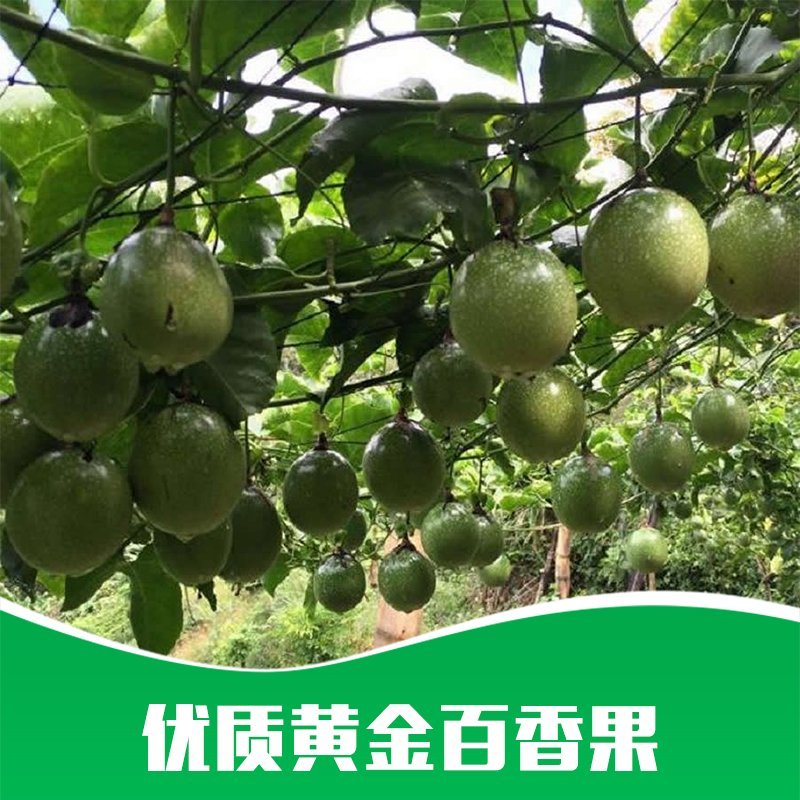 贵州基地直供优质黄金百香果苗