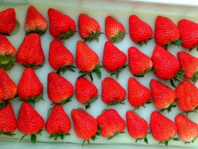 丹东九九草莓🍓含糖高，个头大