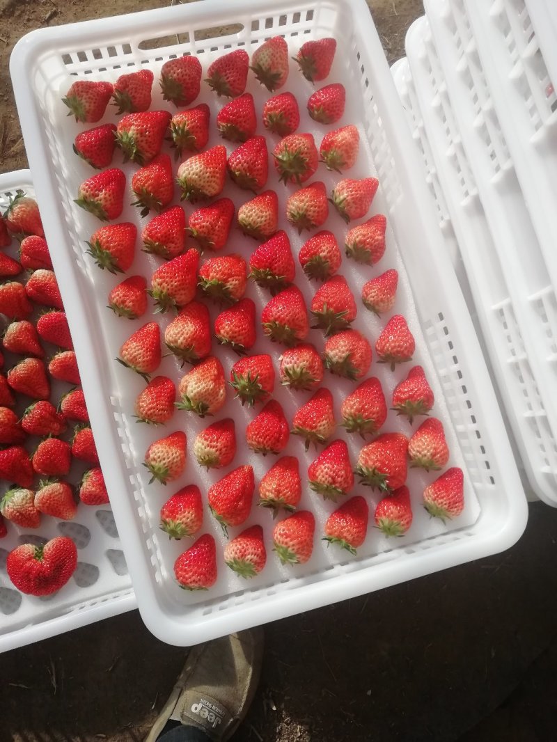 丹东九九草莓🍓含糖高，个头大