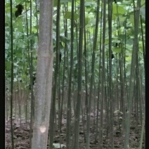 泡桐