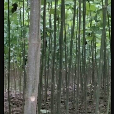 泡桐