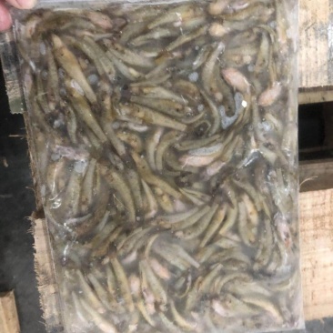 小黄鱼500克净鱼3一5公分4一6公分