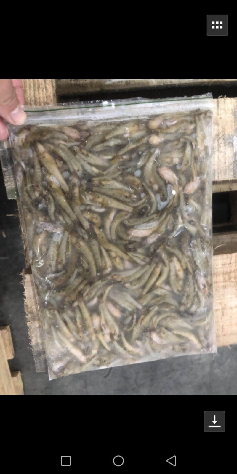 小黄鱼500克净鱼3一5公分4一6公分