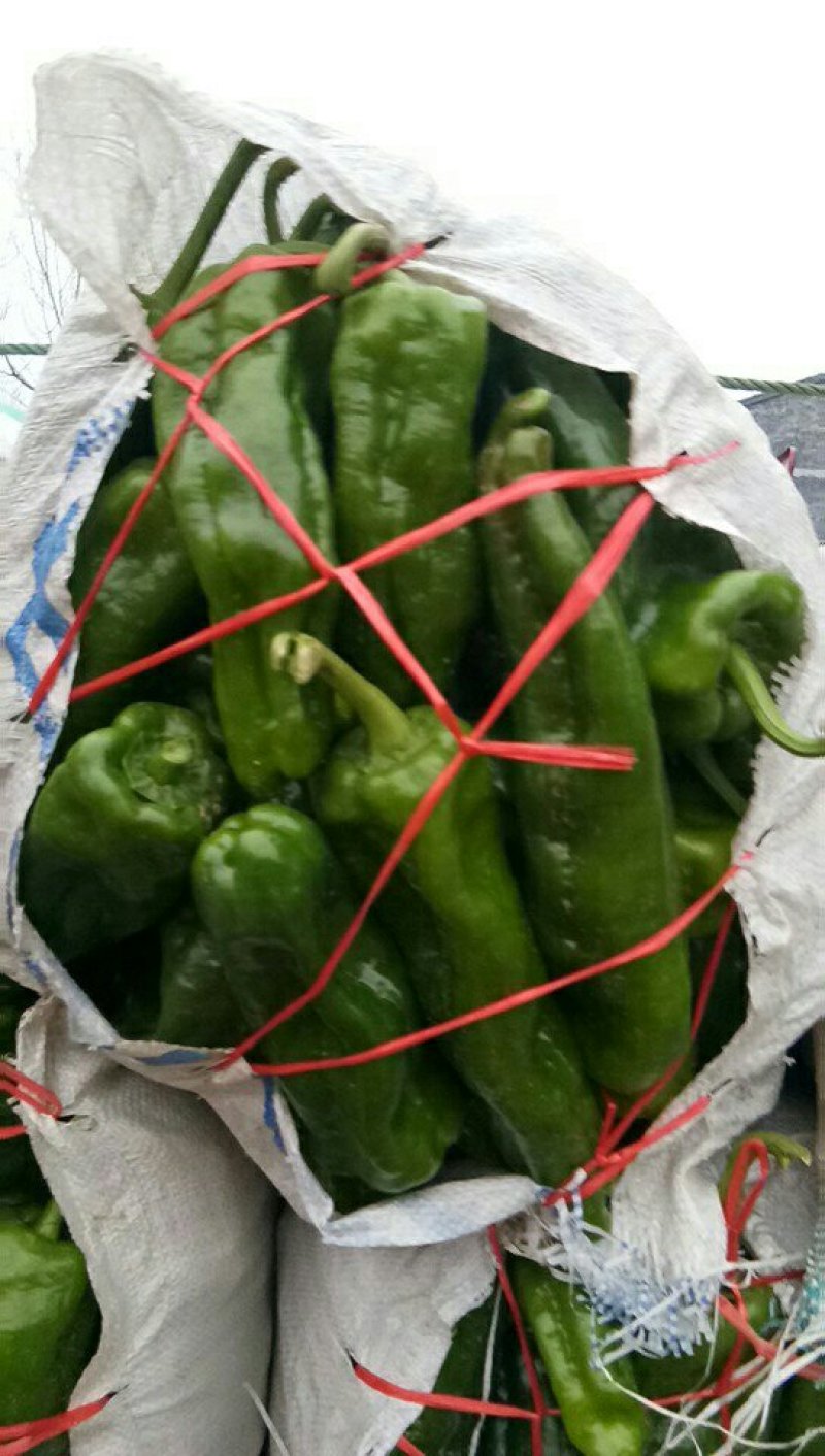 大青椒，口感微辣，个大15~20厘米，现摘的，对接电商