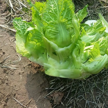 儿菜二斤以上，