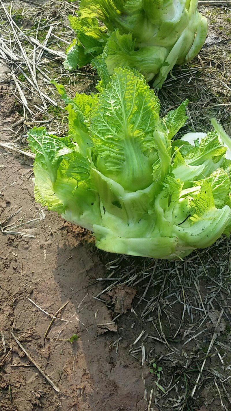 儿菜二斤以上，