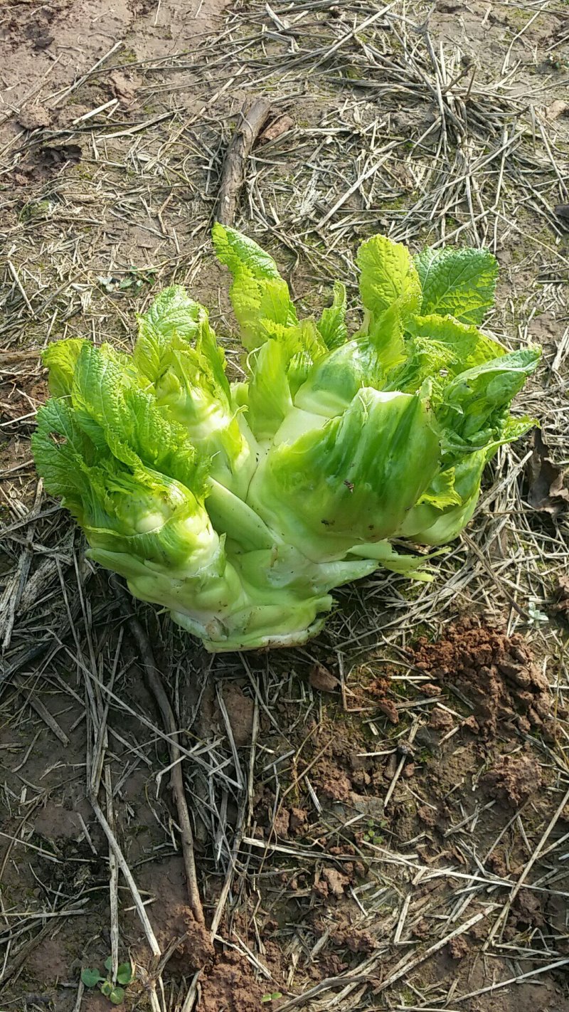 儿菜二斤以上，