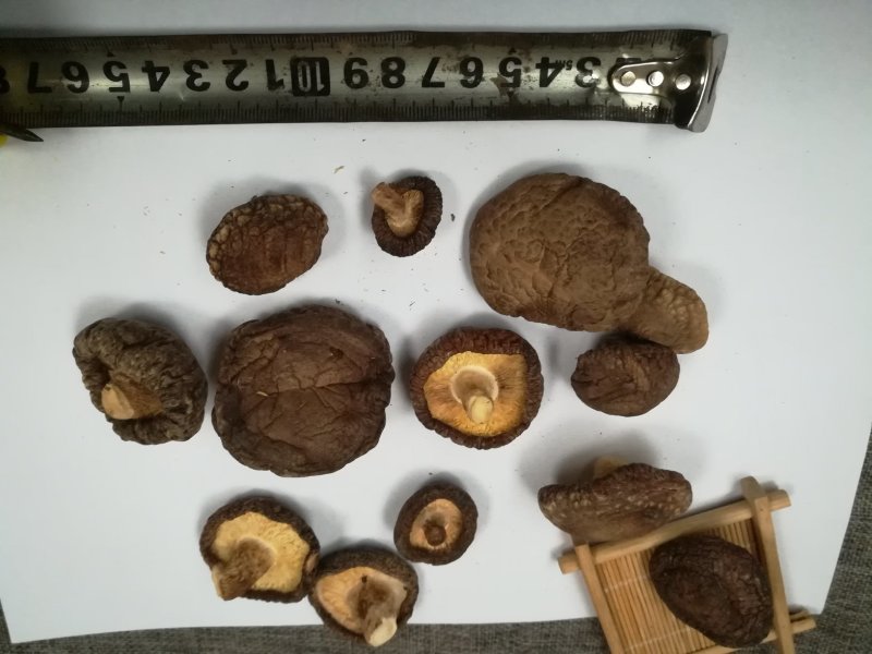 干香菇剪脚香菇5斤起发