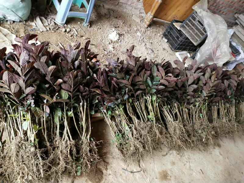 正品紫叶红心番石榴苗
