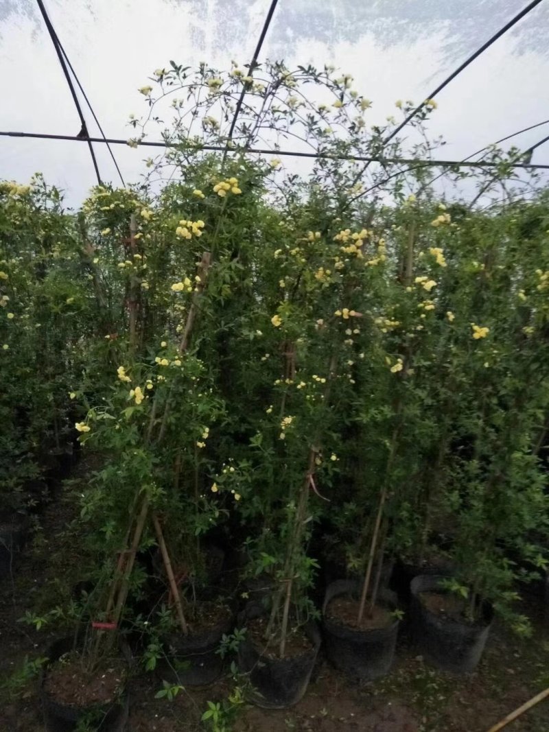 黄木香红木香藤本月季爬藤月季藤彩虹自由精神欧月