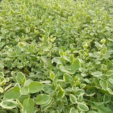 花叶蔓爬藤常青藤花叶常青藤金边常青藤
