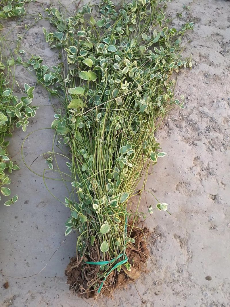 花叶蔓爬藤常青藤花叶常青藤金边常青藤